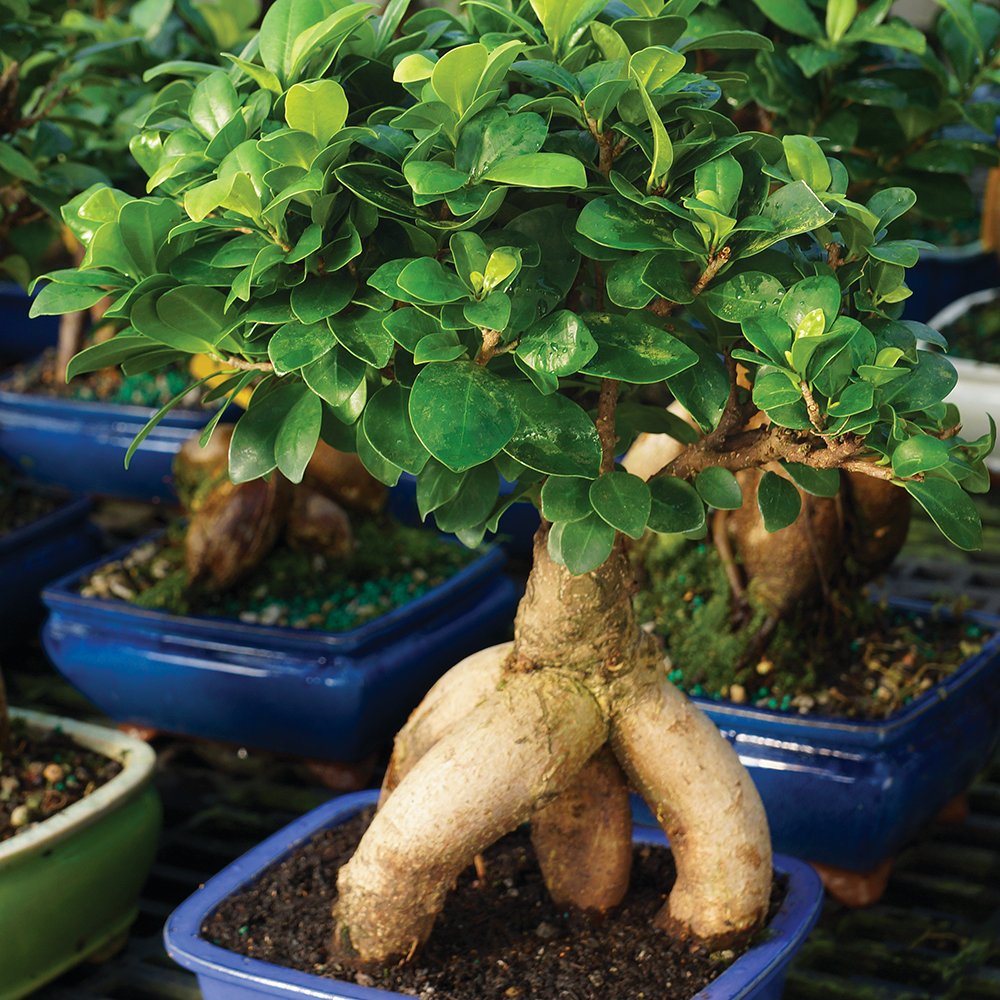 Amazon.com: Brussel's Bonsai - Medium Ficus Live Bonsai Tree
